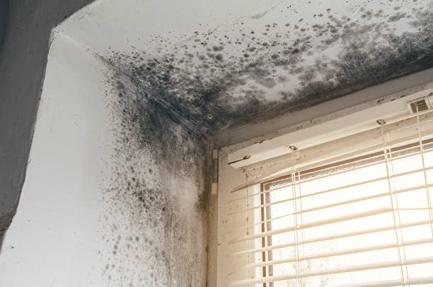 Affordable Mold Cleanup solutions in Lebanon, VA